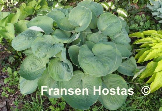 Hosta Nancy Gill